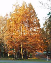 We did not find results for: Ufei Selectree A Tree Selection Guide