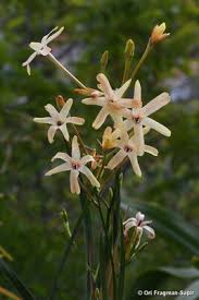 Image result for Maerua becquetii