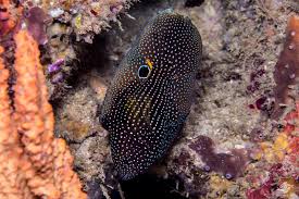 This animal is available captive bred. Comet Fish Facts And Photographs Seaunseen