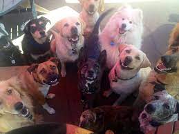 Some Horrible Gore Funny Animal Pictures Cute Dogs Cute Animals