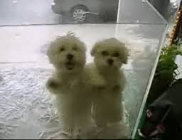 Best Dancing Dog Gifs Gfycat See more ideas about dog gifs, cat gif, dogs. best dancing dog gifs gfycat