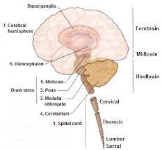 I actually got it to run in the simulator. Figure 2 1 From Gpu Based Simulation Of Brain Neuron Models Semantic Scholar