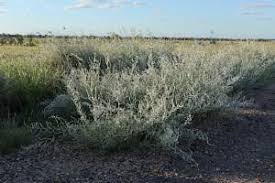 Image result for Aerva javanica