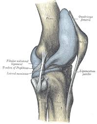 Smooth opinion above and behind the lateral epicondyle there is an origin to the lateral head of. Knee Joint Anatomy Of The Lower Extremity Medical Library