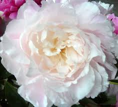 White flower farm® is a registered trademark. Moonstone A Huge Blush Pink To White Double Very Fragrant Used A Lot This Season In June Weddings Peonies Moon River Peony Farm