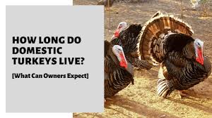 If you don't eat skin or fat, how much edible meat is there on a turkey? How Long Do Domestic Turkeys Live What Can Owners Expect