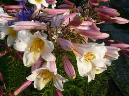 Magnolia, sind eine pflanzengattung aus der familie der magnoliengewächse (magnoliaceae). Vom Geheimnis Der Weissen Lilien