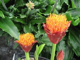 Image result for Scadoxus