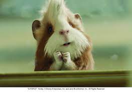 G-Force Photo: Hurley | Cute animals, Funny hamsters, Beautiful creatures