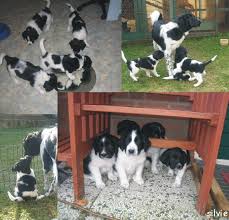 The marvellous digital photography below is other parts of leuke kleurplaten dieren hond moeilijk piece of. Thema Dieren