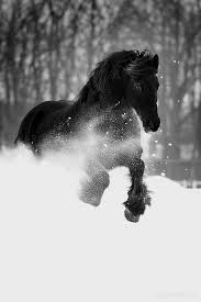 Beautiful Black And Brown Horse Beautiful Black Horses In Snow Horses Animals Beautiful