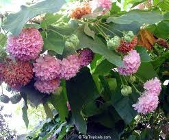 Image result for Dombeya kirkii