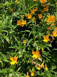 Image result for Mimusops afra