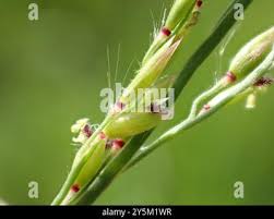 Image result for Eriochloa procera