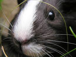 Original title da sich meerschweinchen im alltag nicht als die lebendigen stofftiere herausstellen, als die sie angeschafft. Alles Uber Die Artgerechte Meerschweinchen Haltung