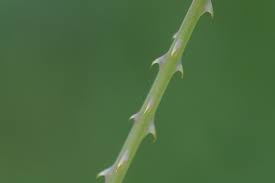 Image result for Persicaria hystricula