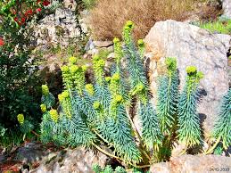 Creamy bracts cluster near the tops in early spring. Euphorbia Characias Glacier Blue Name That Plant