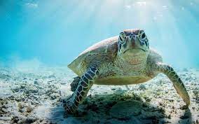 Usually, they cruise at around 0.9 to 5.8 mph (1.4 to 9.3 km/h), but have been found to swim up to 22 mph (35 km/hr) when frightened. How Sea Turtles Inspired Our Fast Efficient Vet Software