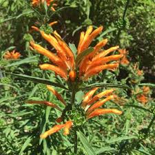 Image result for Leonotis