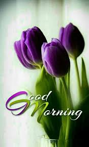 60 Most Beautiful Good Morning Images With Flowers Hindi Status Good Morning Flowers Good Morning Images Flowers Good Morning Beautiful Pictures