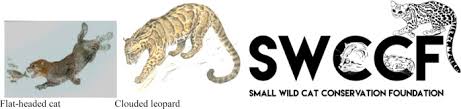 The cat is hardly seen in the wild, so rarely is known about its situation there. Leopard Cat An Overview Sciencedirect Topics