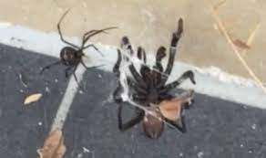 My husband found an insect to put into the opening to draw out the spider. Watch Two Of The World S Deadliest Spiders Battle It Out For A New Home Nature News Express Co Uk