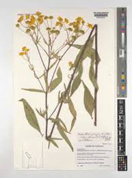 Image result for Lipotriche marlothiana