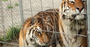 , europe , australia , but. Watching Tiger King Here S What Else You Should Know And How You Can Help
