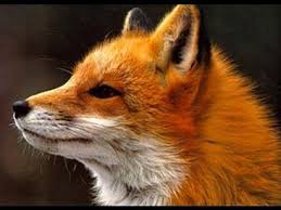 The Fox What Does The Fox Say By Ylvis Ylvis The Fox What Dose The Fox Say Lyrics Youtube Spirit Animal Fox Fox Totem Fox Symbolism