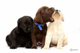 Labs need daily exercise like swimming; White Lab Yellow Labrador Puppies For Sale Delhi Chocolate Labrador For Sale Labrador Puppy Black Labrador Puppy Yellow Lab Puppies