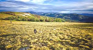 All physicians & surgeons listings in pagosa springs, co. Sherpa Real Estate In Pagosa Springs