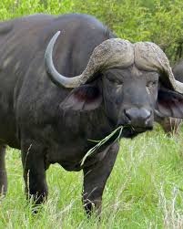 Check spelling or type a new query. Cape Buffalo Nickelodeon Movies Wiki Fandom