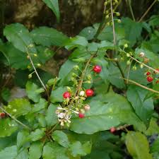 Image result for Rivina humilis