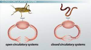 Closed Circulatory System Definition Advantage Video Lesson Transcript Study Com