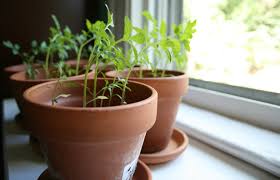 Calendula is annual and perennial herbaceous plants in the daisy family, often known as geranium growing and caring tips. 7 Edible Plants You Can Grow On Your Windowsill One Green Planet