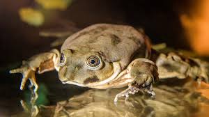 Often, frogs will stay under water for 10 to 20 minutes at a time. Telmatobius Culeus Wikipedia