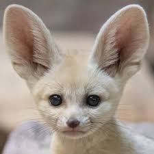 Pin By Positive Mint On Kitty Fox Pups Fennec Fox Pet Fennec Fox