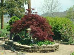 We did not find results for: Weeping Tamukeyama Japanese Maple