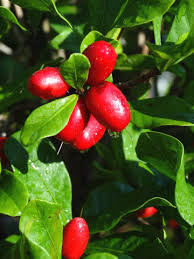 Image result for Synsepalum