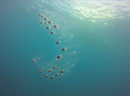 Chains of Salps in Bunaken- Jelly and I scream! - Two Fish Divers