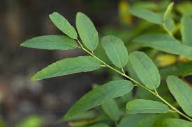 Image result for Cissus cornifolia