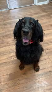Gordon setter puppies for sale northern ireland. Gordon Setter Club Of America Rescue Home Facebook