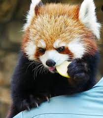 Please Follow Iloveredpandas Hehe Got My Apple Redpanda Panda Cutebear Bear Animal Firefox Panda Pandabear Red Panda Panda Bear Animals