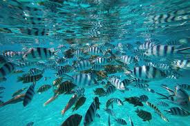 Four stripe damselfish the four stripe damselfish as an attractive black and white striped fish with a white nose and white tail. School Of Black And White Striped Fish Photograph By Animal Images