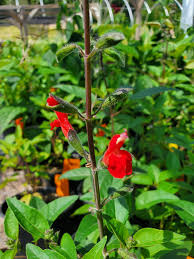 Image result for Salvia stenophylla