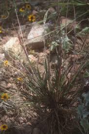 Image result for Digitaria ternata