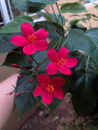 Image result for Wahlenbergia undulata