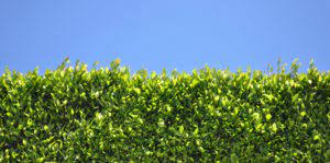 Helpful information, tools and projects. The Best Hedge Plants For Florida