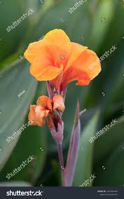 Image result for Cannaceae