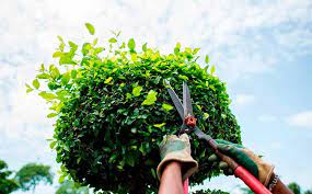 Shrub Trimming Services Near Me 2021 Cost Guide